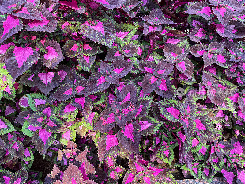 鸟瞰图，全画幅的花床上生长着Coleus (Coleus scutellarioides)的芽和粉红色、红色和绿色的叶子